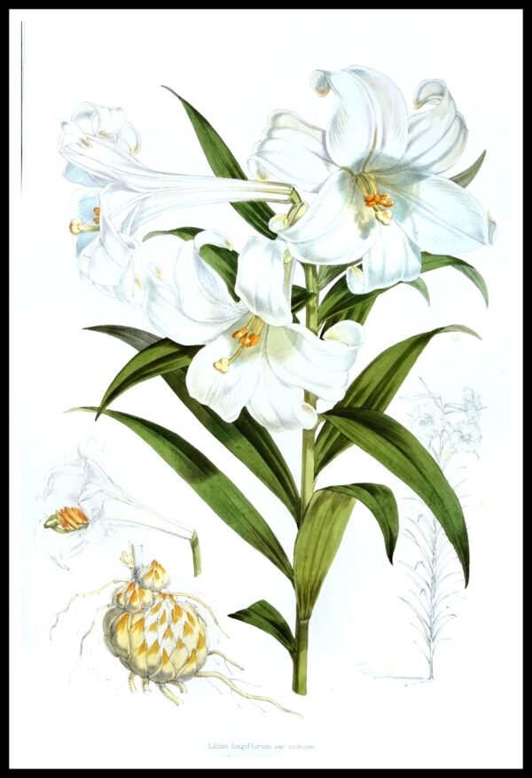 ALP F13056 Fitch Lilies (Antique Prints)